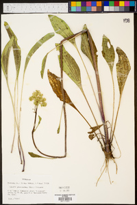 Arnoglossum plantagineum image