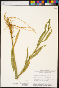 Boltonia diffusa image