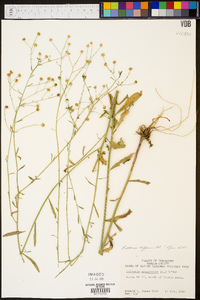 Boltonia diffusa image