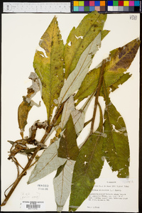 Cirsium altissimum image