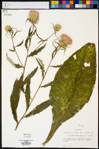 Cirsium altissimum image