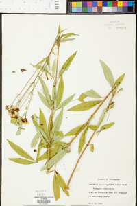 Coreopsis tripteris image