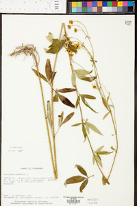 Coreopsis tripteris image