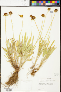 Coreopsis lanceolata image