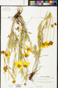 Coreopsis lanceolata image