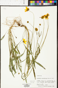 Coreopsis grandiflora image