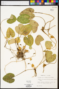 Hexastylis heterophylla image