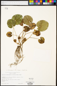 Hexastylis heterophylla image