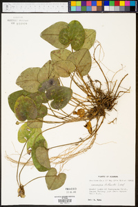 Hexastylis shuttleworthii image