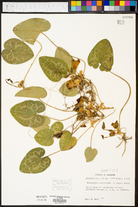 Hexastylis heterophylla image