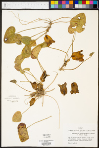 Hexastylis shuttleworthii image