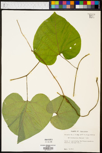 Aristolochia macrophylla image