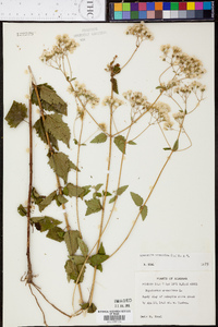 Ageratina aromatica image