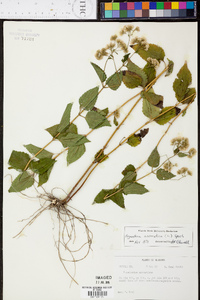 Ageratina aromatica image