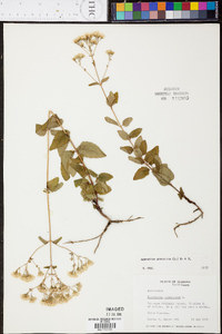 Ageratina aromatica image