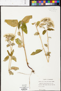 Ageratina aromatica image