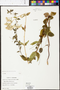 Ageratina aromatica image