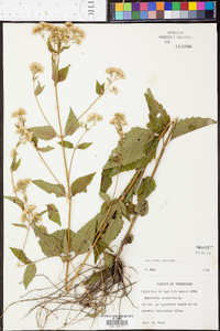 Ageratina aromatica image