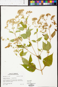 Ageratina aromatica image