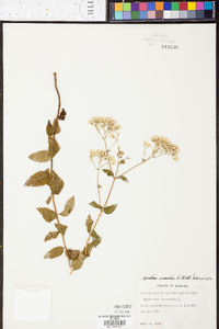 Ageratina aromatica image