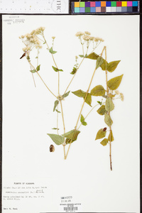 Ageratina aromatica image