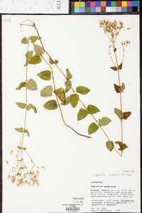 Ageratina aromatica image