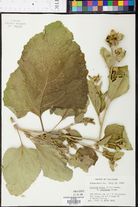 Arctium minus image