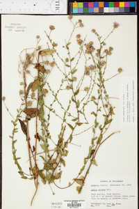 Symphyotrichum patens image