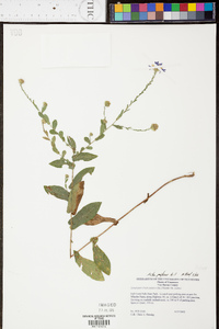 Symphyotrichum patens var. patens image