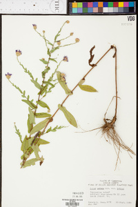 Symphyotrichum patens var. patens image