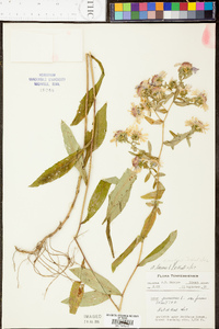 Aster retroflexus image