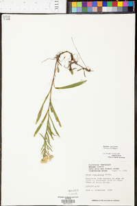 Aster surculosus image