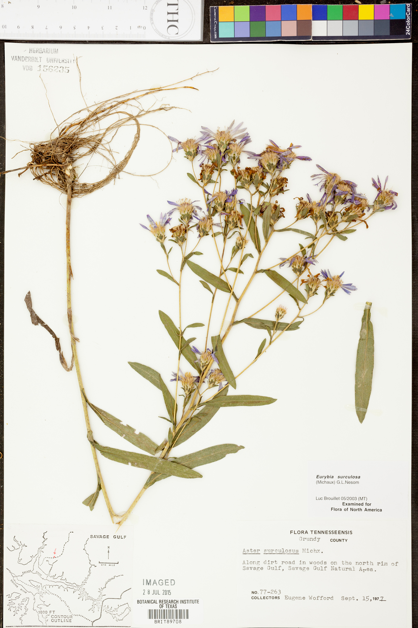 Aster surculosus image