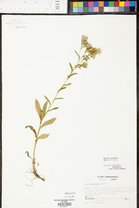 Aster surculosus image