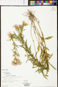 Aster surculosus image