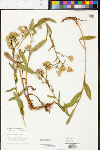 Aster surculosus image