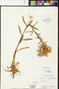 Aster surculosus image