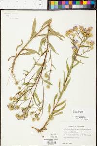 Aster surculosus image