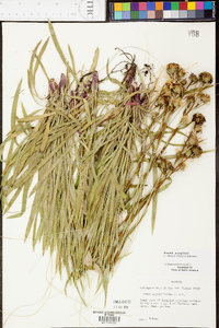 Aster eryngiifolius image