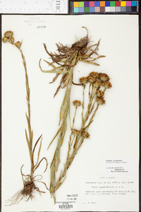 Aster eryngiifolius image