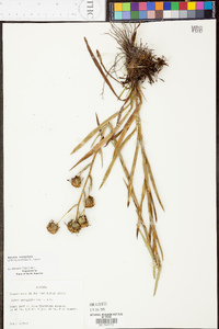 Aster eryngiifolius image