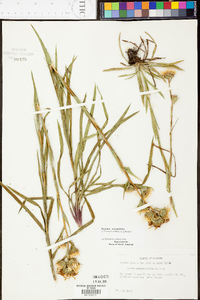 Aster eryngiifolius image