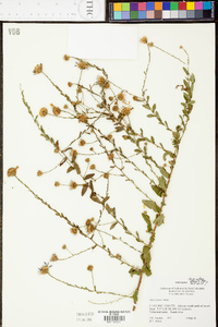 Symphyotrichum patens image