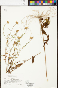 Symphyotrichum patens image