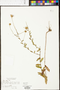 Symphyotrichum patens image