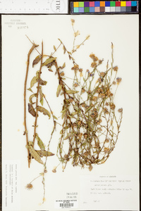 Symphyotrichum patens image