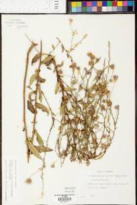 Symphyotrichum patens var. patens image