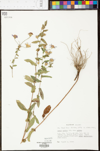 Symphyotrichum patens image