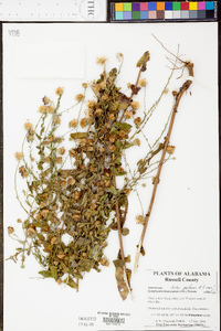 Symphyotrichum patens image