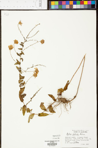 Symphyotrichum patens image